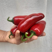 The nutraceutical properties of chili pepper