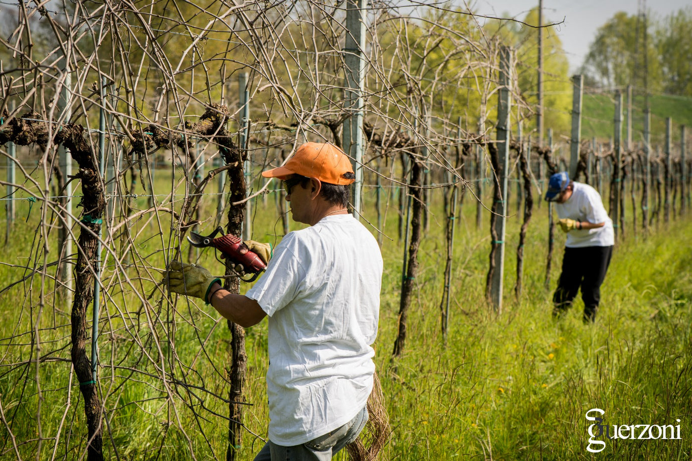 Winter Pruning in the Vineyard: A Key Operation